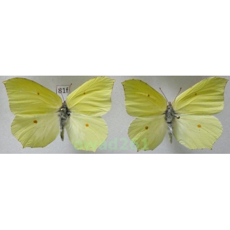 Gonepteryx rhamni (Linnaeus, 1758) 2xmale Poland81f